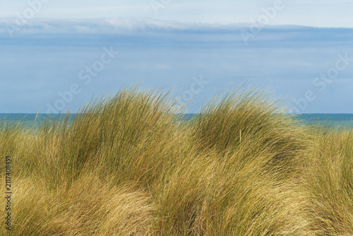 New plantings of Ammophila arenaria, a species of grass in the Poaceae family, known as marram grass, are being established. It is being planted to retain sand on the vast beach of Dunkirk.
