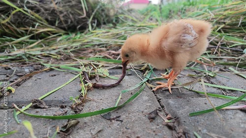 Chick Holding Earthworm beside Residential Community