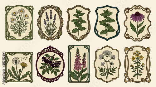 Bild auf Leinwand Art Nouveau Vector Labels with Botanical Illustrations of Herbs and Flowers, Including Chamomile, Lavender, Mint, Echinacea, Dandelion, Elderberry, Foxglove, and St