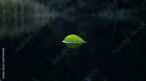 Minimalist concept of a single bright green leaf floating on dark calm water
