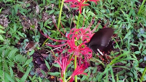 彼岸花群（大分県竹田市七ツ森古墳群）