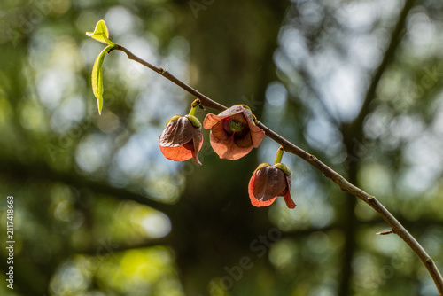Three Asimina triloba or pawpaw flowers hang delicately from stem. Flowers are open, revealing their rich burgundy interior. Young green leaves peek between them