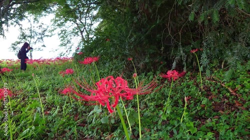 彼岸花群（大分県竹田市七ツ森古墳群）