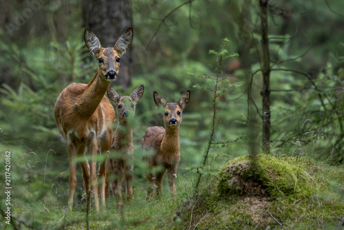 Foto Aufmerksam sichert die Ricke mit ihren zwei Rehkitzen (Capreolus capreolus), Tie