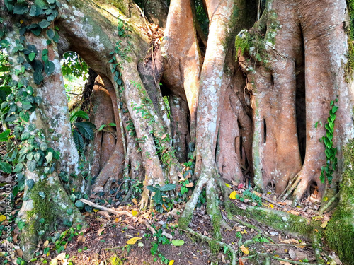 Ancient tree roots and mossy trunks in a lush tropical forest
