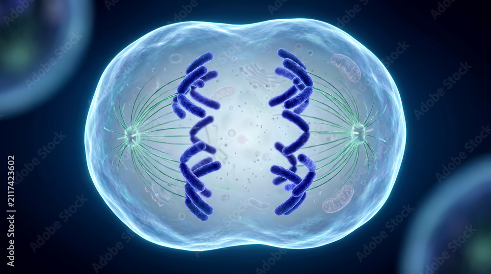 Obraz premium Metaphase stage of mitosis with chromosomes gathering at the center of the cellular structure