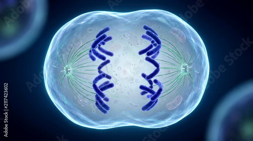 Metaphase stage of mitosis with chromosomes gathering at the center of the cellular structure