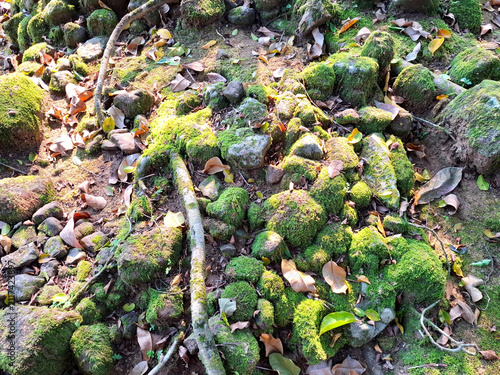 Vibrant Green Moss and Textured Rocks with Tree Roots on Forest Ground in Sunlight
