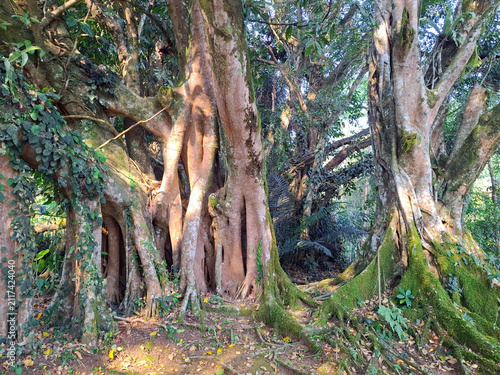 Ancient forest trees with exposed roots and mossy trunks in natural sunlight