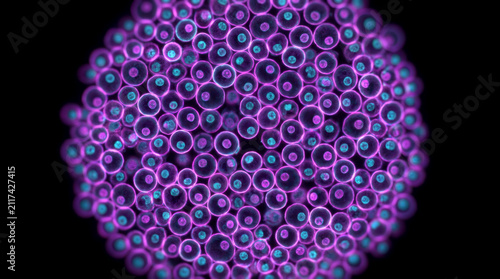 Discover spherical cell cluster exhibiting vibrant fluorescent magenta and cyan microscopic tissue characteristics