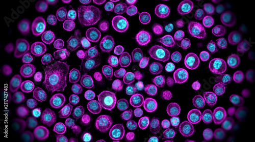 Observe fluorescent stained cells displaying cyan nuclei and magenta cytoplasm under microscopic view
