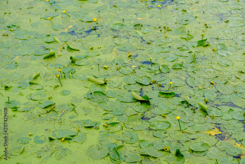 Photography Yellow water lily pond with floating green leaves and tiny duckweed vegetation