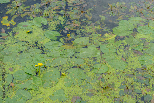 Photography Yellow water lily pond with floating green leaves and tiny duckweed vegetation