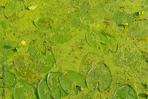 Fotografie Yellow water lily pond with floating green leaves and tiny duckweed vegetation