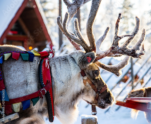 Bild auf Leinwand Portrait of a festive reindeer at santa claus village in rovaniemi, lapland finl