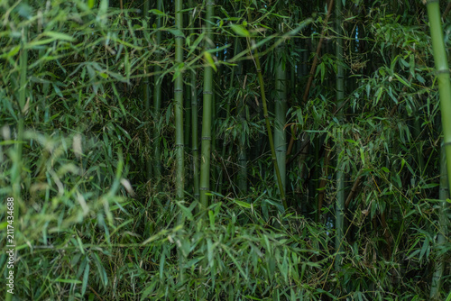 Foto A dense bamboo forest too thick to see through