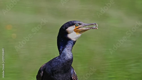 The great cormorant, Phalacrocorax carbo known as the great black cormorant across the Northern Hemisphere, the black cormorant in Australia and the black shag further south in New Zealand