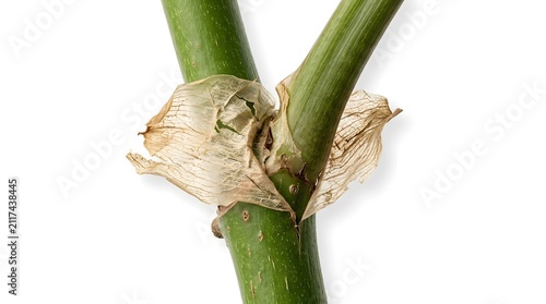 Close up of a green plant stem with dry brown sheath tissue against a plain white backdrop