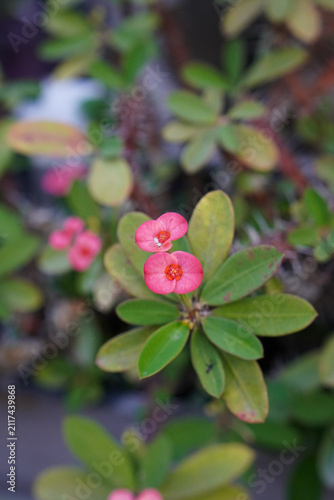 Quadro su tela Pink crown of thorns (Euphorbia milii) flowers with green leaves, photographed in natural light using selective focus against a soft blurred garden background