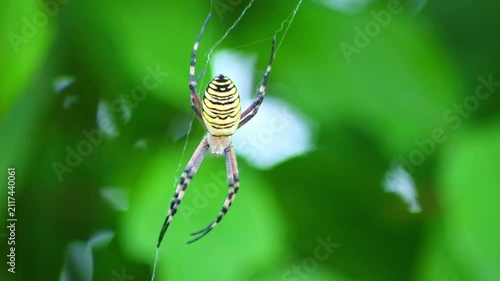 Big wasp spider in net hunting for pray and waving in the wind in its spider web hunting wasps and bees. Poisonous and venomous wasp spider with yellow stripes and black stripes feared arachnophobia