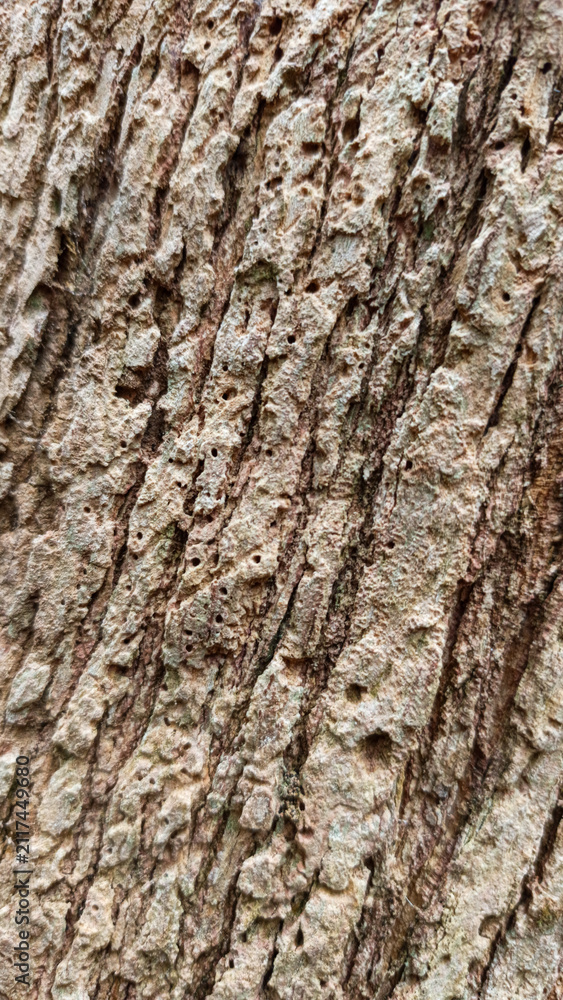 Fototapeta premium Detailed bark texture with insect holes on ancient tree in Papua rainforest, Indonesia