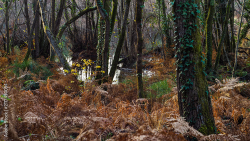 Forêt en automne, par temps calme