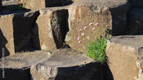 Giant's Causeway basalt columns in Northern Ireland, United Kingdom