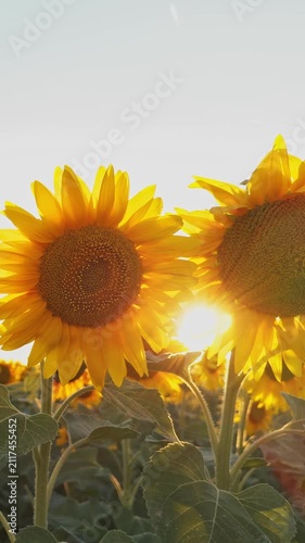Sunflowers blooming close up summer field bright yellow flowers sun flare backlighting agricultural crop nature plant flora design background agriculture rural scenic