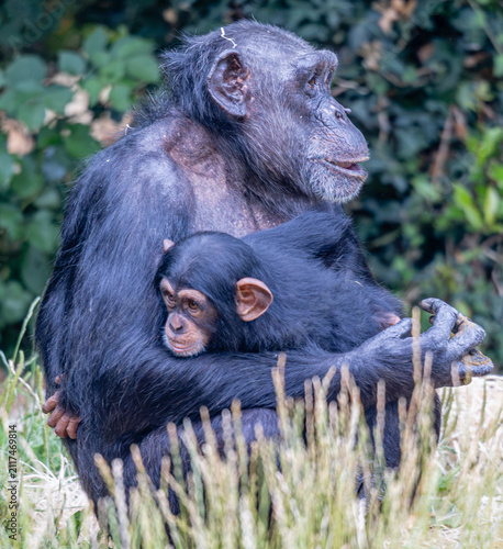 Chester Zoo - Chimpanzee and mother