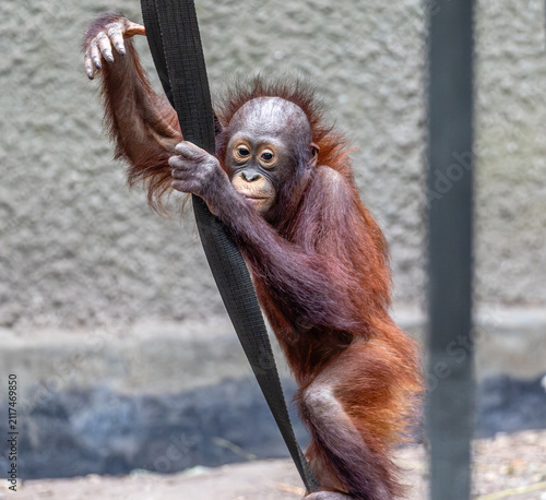 Chester Zoo - Sumatran Orangutan