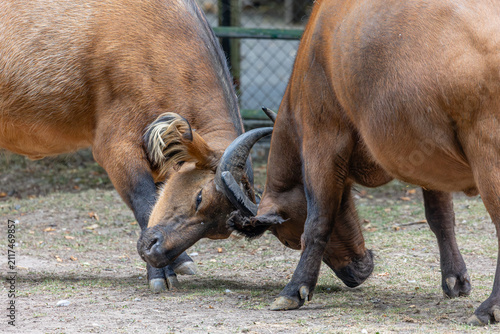 Chester Zoo - Congo Buffalo
