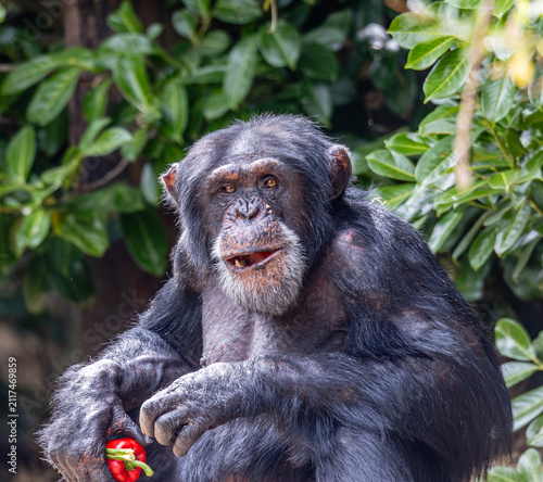 Chester Zoo - Chimpanzee