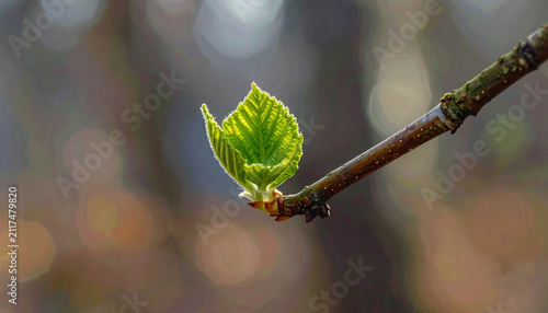 Young Green Leaf in Spring