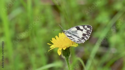 A Marbled White Butterfly Feeding on a Dandelion