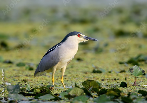 Obraz na plátne A adult black-crowned night heron standing amidst lily pads and duckweed with its striking red eye