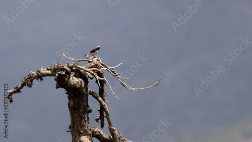 Canvastavla Endemic Cyprus wheatear (Oenanthe cypriaca) perched on top of a dead pine tree b