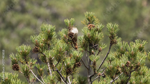 Fotografie Pine processionary moth (Thaumetopoea pityocampa) silk nest on a black pine (Pin
