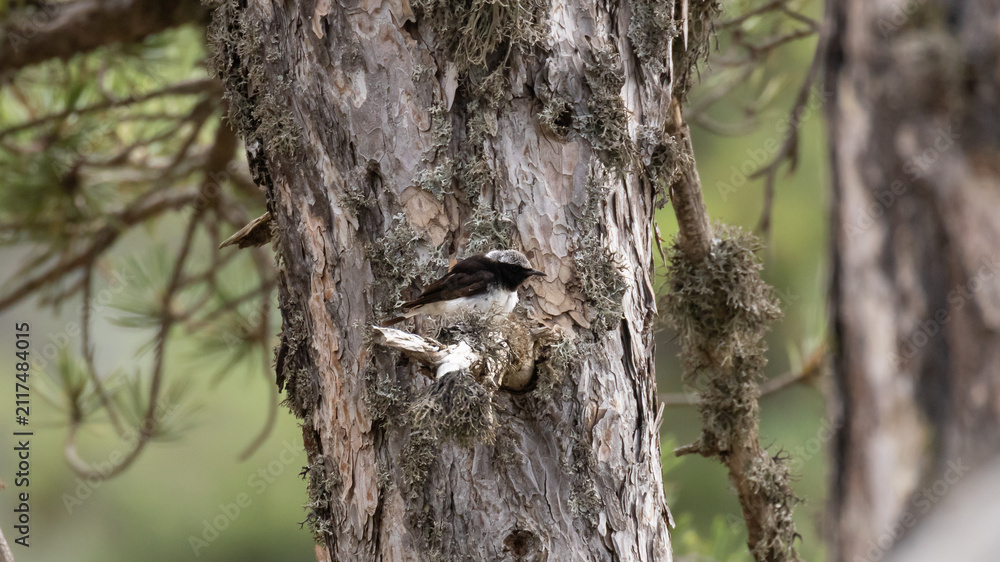 Obraz premium Endemic Cyprus wheatear (Oenanthe cypriaca) perched on top of a dead pine tree branch in Troodos mountains, Cyprus