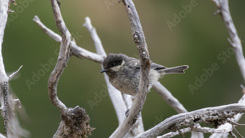 Foto Endemic Cyprus Coal Tit Periparus ater cypriotes on Branch.