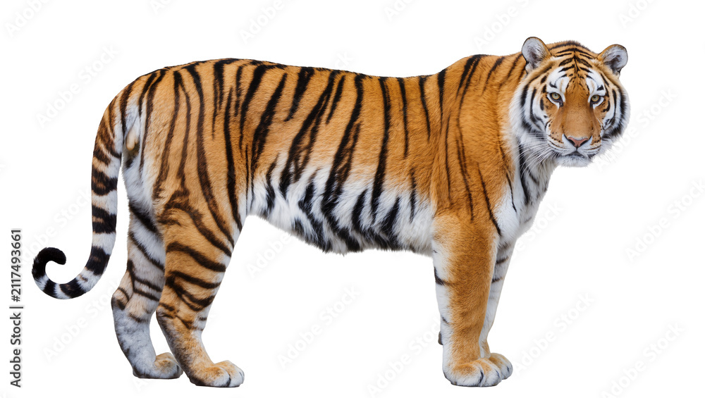 Obraz premium Majestic Bengal tiger with orange and black stripes standing alert, isolated on transparent background