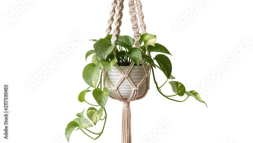 Canvas Print Green pothos plant in macrame hanger, isolated on transparent background