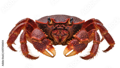 Foto Red spiny crab with sharp claws, isolated on transparent background