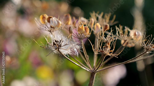 Bild auf Leinwand Dried flower, seed head, umbel plant, wild flora with fluff on blurred colorful