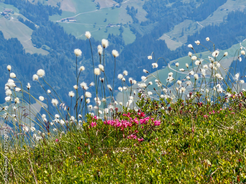 Bergblumenwiese mit Wollgrass im Sommer in den Alpen