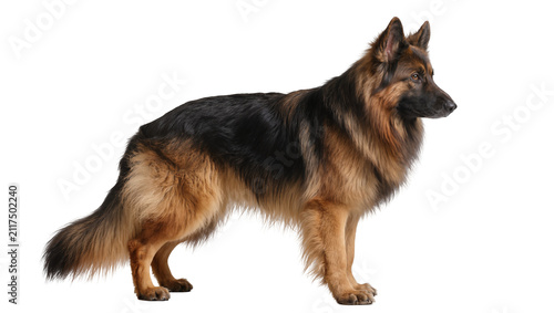 Quadro su tela Majestic long-haired German Shepherd dog standing alert, isolated on transparent