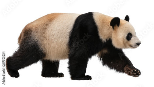 Quadro su tela Giant panda bear walking, isolated on transparent background