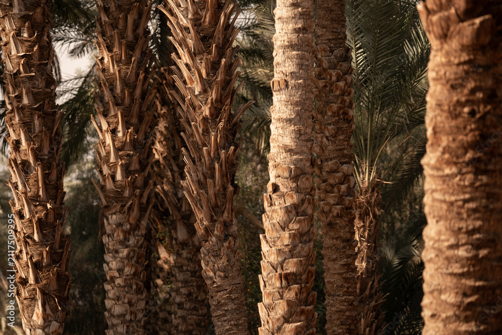 Naklejka premium dadle palm tree forest