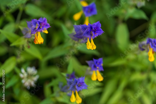 Konstfotografi Close-up of a forest mullein wheat (Melampyrum nemorosum), known as Ivan da Maria, with bright purple bracts and yellow flowers on a background of pale green side