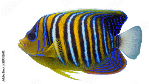 Quadro su tela Regal angelfish with vibrant yellow blue and white stripes, isolated on transpar