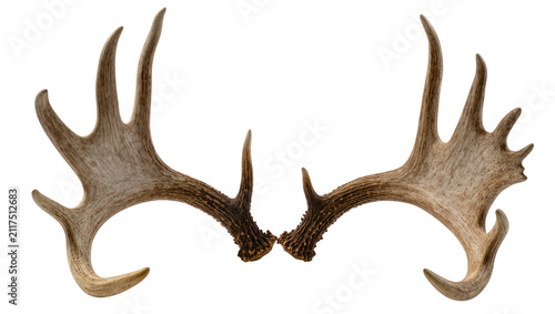 Canvastavla Pair of large deer antlers brown and grey, isolated on transparent background